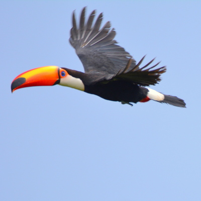 Toco Toucan (3)